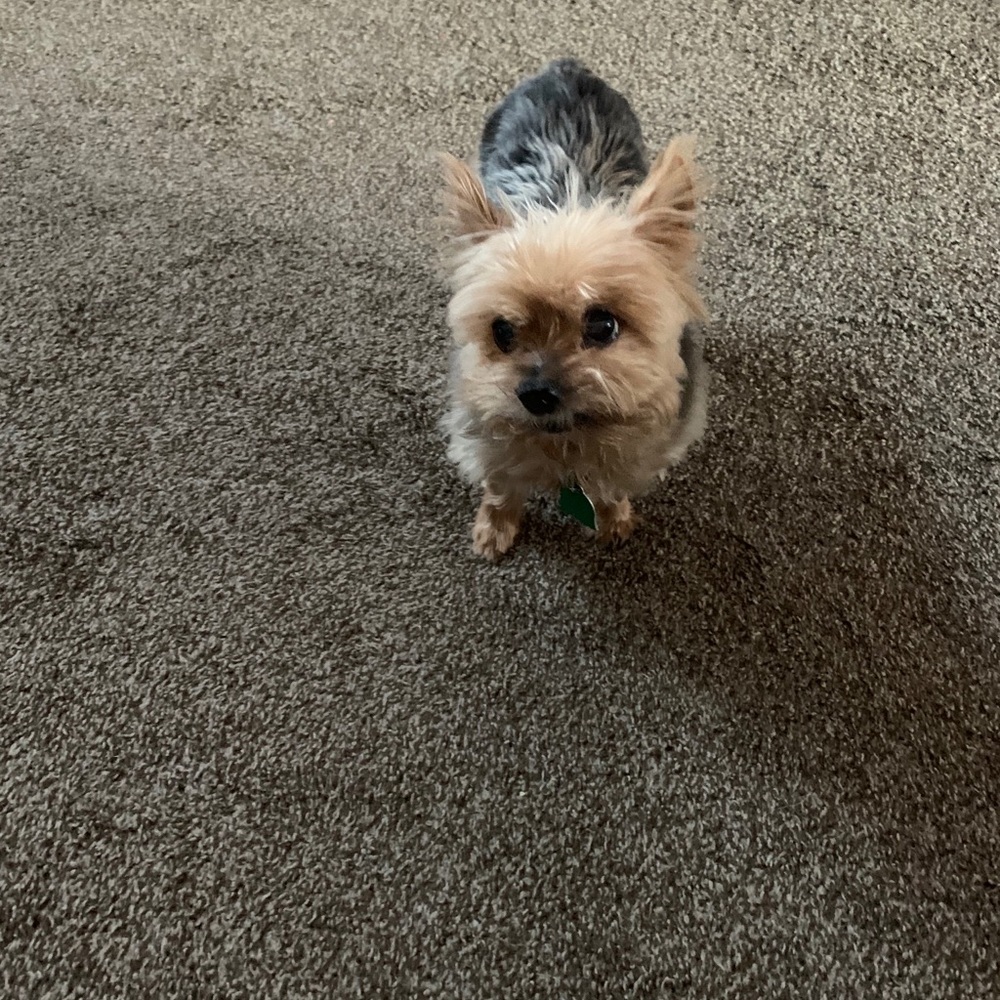 Meet your Posher, Demaris